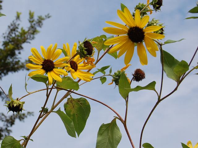 白妙向日葵（シロタエヒマワリ） : ポピュラーな花