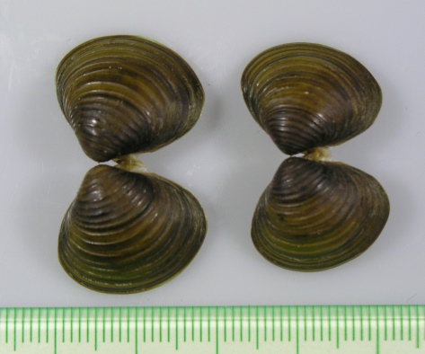 Beachmollusc ひむかのハマグリ