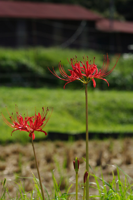 京都 大原の里 ~彼岸花~_f0152550_21265861.jpg