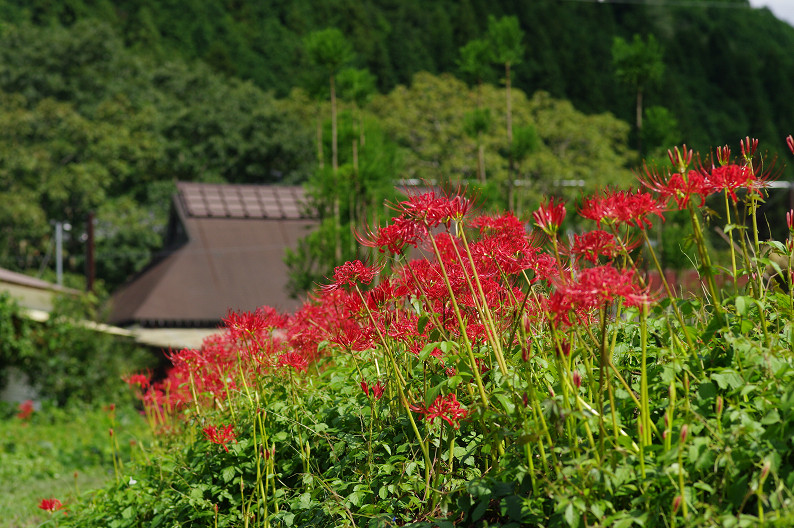京都 大原の里 ~彼岸花~_f0152550_2129439.jpg