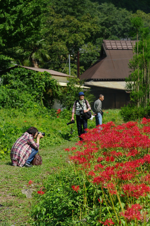 京都 大原の里 ~彼岸花~_f0152550_21295795.jpg