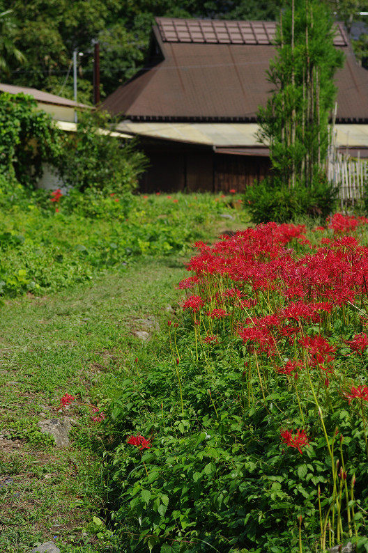 京都 大原の里 ~彼岸花~_f0152550_21305100.jpg