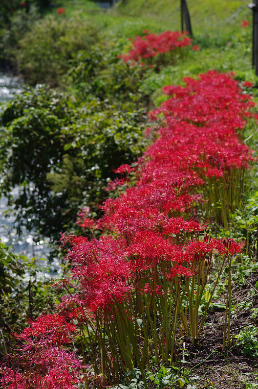 京都 大原の里 ~彼岸花~_f0152550_21311427.jpg