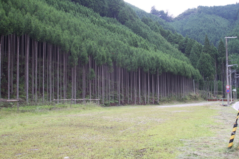 杉の研究 京都北山_a0157159_23225366.jpg