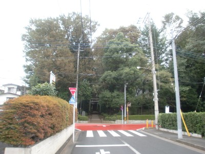 神社で倒木 ： 国分寺市西町 村社神明社_c0112172_11174520.jpg