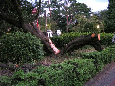 神社で倒木 ： 国分寺市西町 村社神明社_c0112172_11201563.jpg