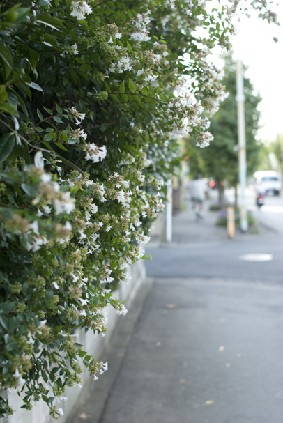 秋の小さな花_b0194880_12275477.jpg