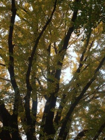 臨床検査部が試薬の誤使用を医師らに伝えず_b0206085_10522055.jpg