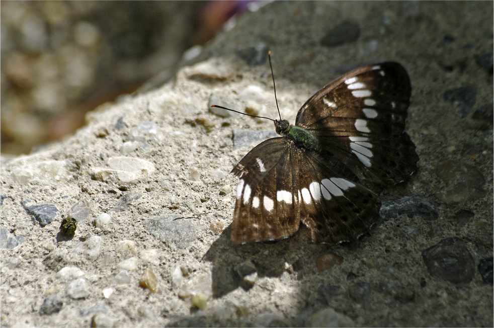d0209988_19733.jpg