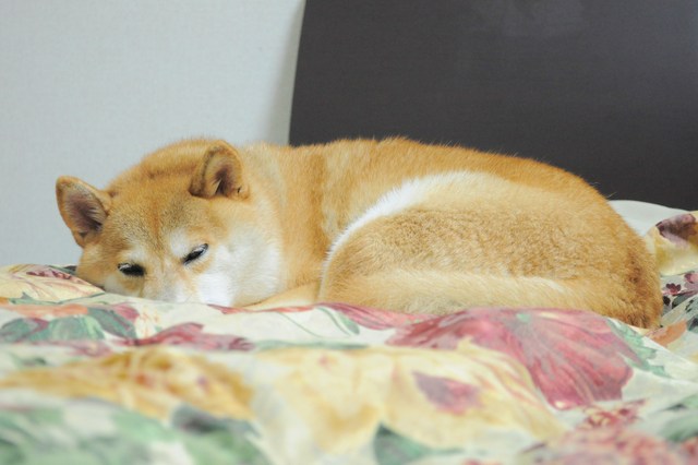 1日の終わりのお楽しみ_a0126590_22345138.jpg