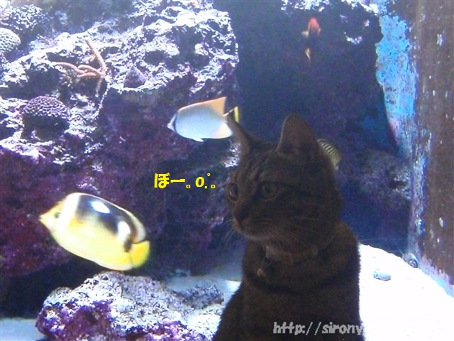 ちゅら海水族館気分なねこ_a0159490_1255407.jpg