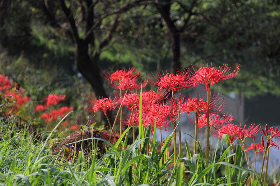 11.09.19：津屋川堤防の土手は紅、彼岸花１_c0007190_1943370.jpg