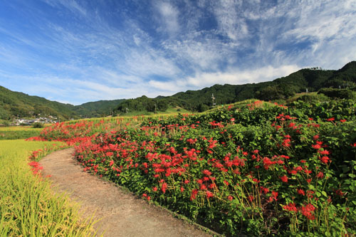 明日香の彼岸花_a0135396_13194213.jpg