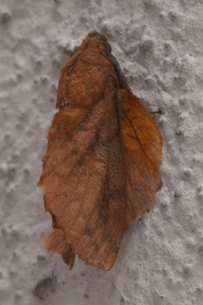 もっと枯葉のような蛾を発見 昆虫ブログ むし探検広場