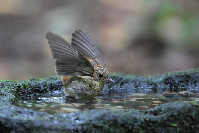 黄金の鳥_b0179023_19264929.jpg