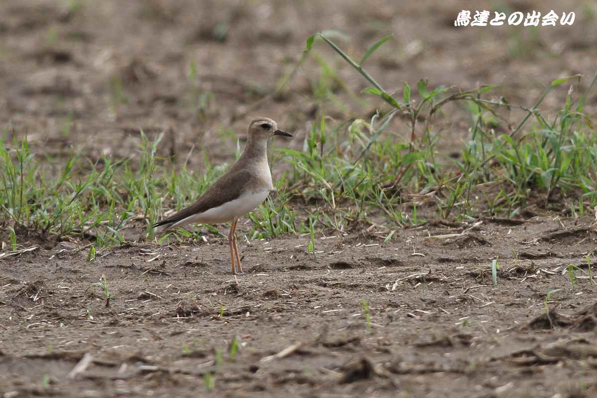 台風の贈りもの（２）　・・・　オオチドリ_e0139623_21173660.jpg