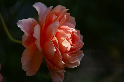 f0170524_1150465.jpg