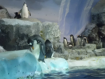 ♪水族館♪_f0129627_1152826.jpg