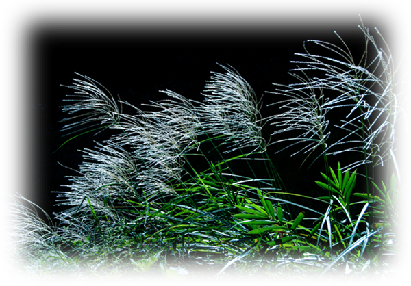 d0029829_6433764.png