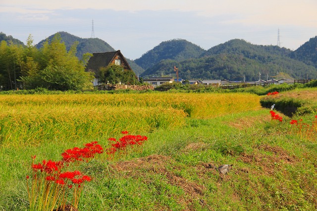 ９月２６日　昼の国分寺_a0045932_9272475.jpg