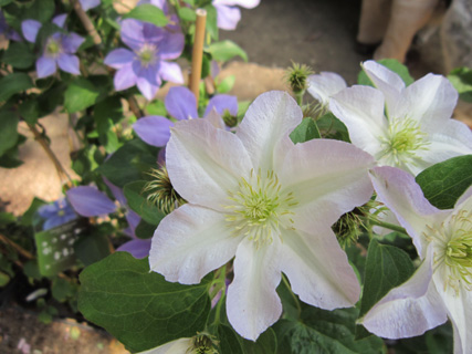 カボチャも芸術_f0234936_0194629.jpg