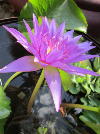 カボチャも芸術_f0234936_025146.jpg