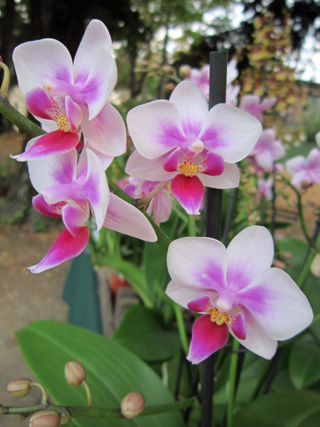 花の妖精_f0234936_214149100.jpg