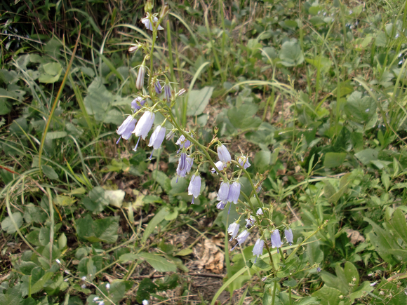 カルスト台地　石窯パンと秋の花_e0110940_101432.jpg