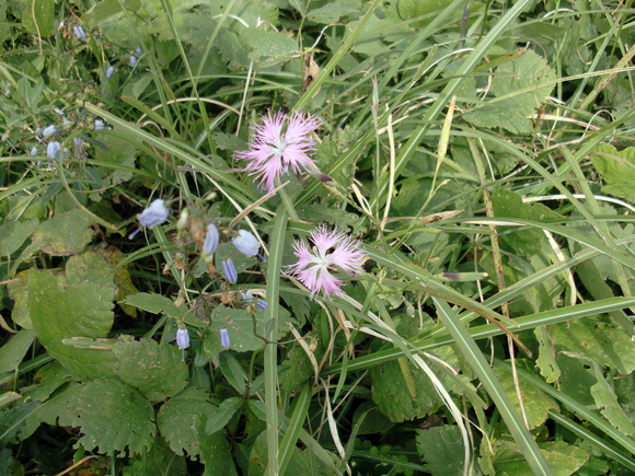 カルスト台地　石窯パンと秋の花_e0110940_1024169.jpg