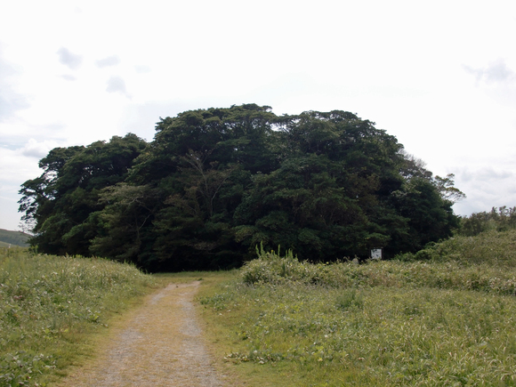 カルスト台地　石窯パンと秋の花_e0110940_9593175.jpg