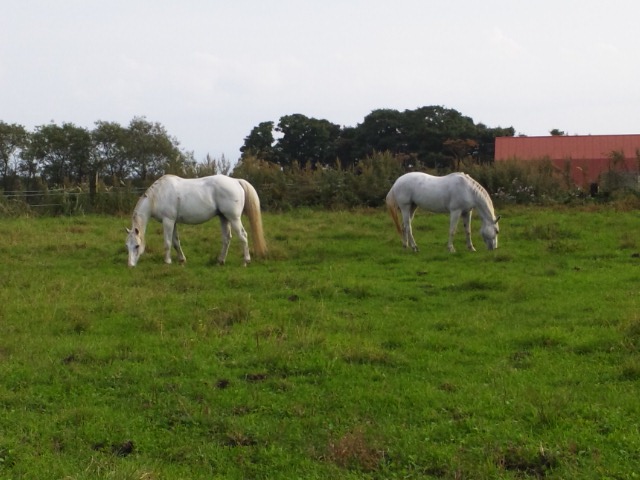 e0145441_22305024.jpg
