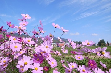 戸狩野沢温泉　朝の散歩　■３_b0025850_0293897.jpg