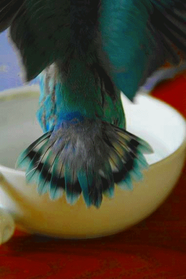 c0145250_1727473.gif
