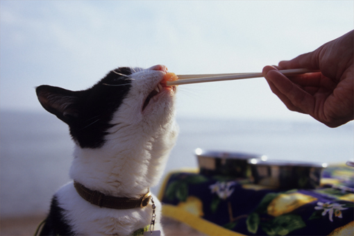 今年の夏は、今日がきっと最後の海だね。～2011～_c0181457_504514.jpg