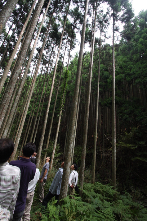 杉の研究　京都北山　その2_a0157159_19564318.jpg