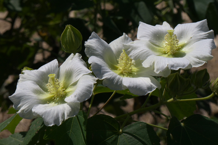 1.　酔芙蓉まつりー南足柄　　2011-9-28_d0237959_23101251.jpg