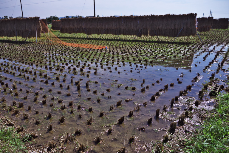 1.　酔芙蓉まつりー南足柄　　2011-9-28_d0237959_23103339.jpg