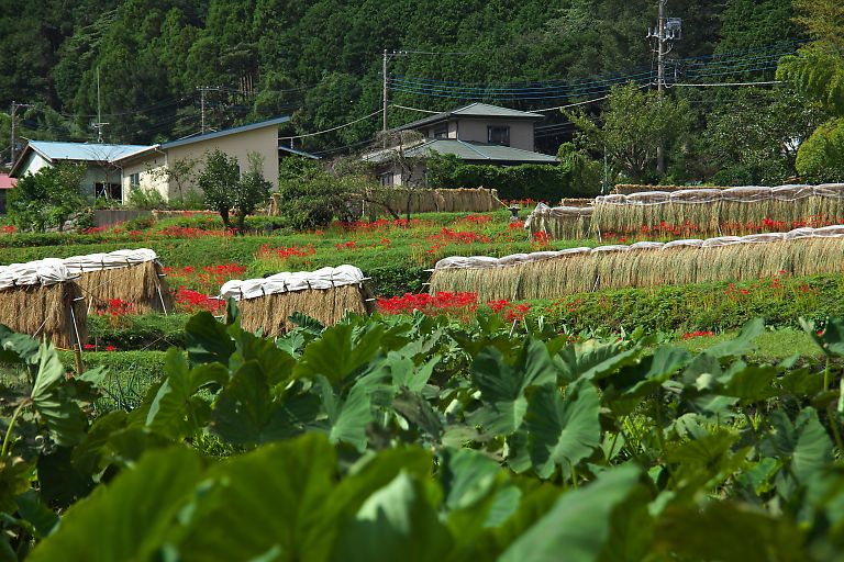 伊勢原　日向薬師（９月２７日）_c0057265_2391410.jpg