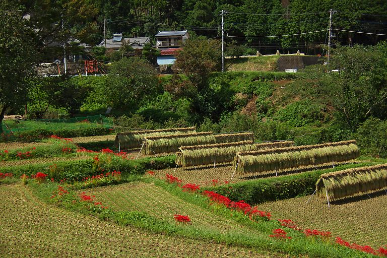 伊勢原　日向薬師（９月２７日）_c0057265_2421996.jpg