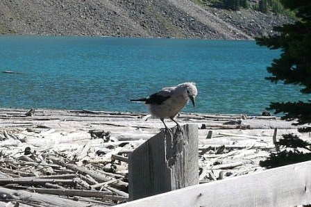 カナディアン・ロッキー旅行2011＜２日目その２>麗しのモレーン湖_a0100975_10182571.jpg