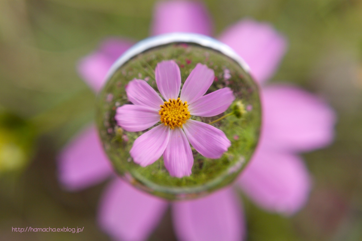 Cosmos in Soratama_c0158775_054377.jpg