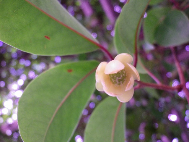 『美男葛（ヒナンカズラ）の雌花、雄花』_d0054276_20134941.jpg