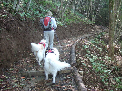 新道峠～大石峠（その１）　9月27日（火）　_b0136381_11434325.jpg