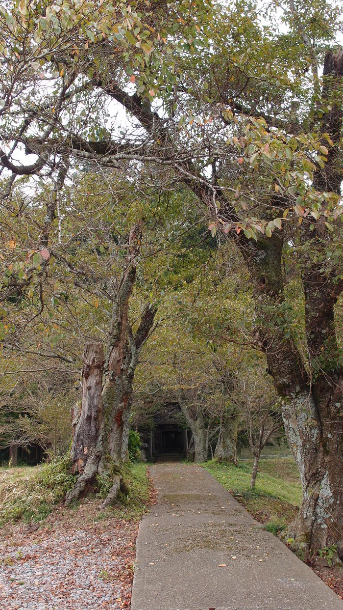 山エリア　♪ウォーキング日和♪　あれっ？_e0024081_21181583.jpg