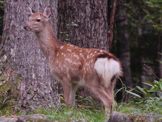 ニホンジカの母子、More(キクセダカモクメ・幼虫(芋虫 ニホンジカの母子、More(キクセダカモクメ・幼虫(芋虫