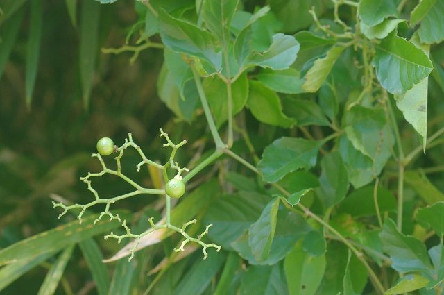 e0070891_2334229.jpg