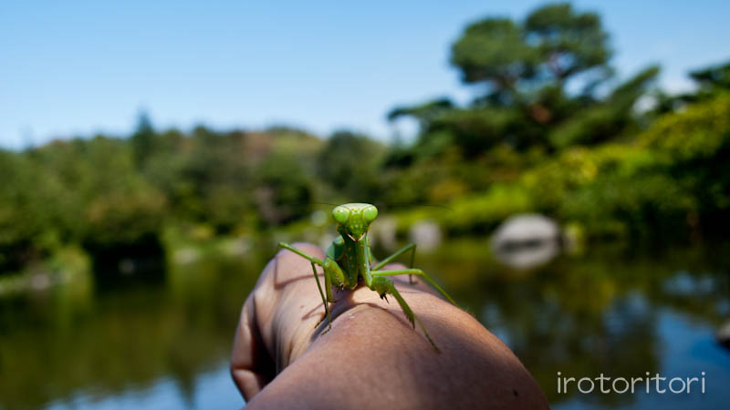 昭和記念公園　カイツブリ　　2011/09/28_d0146592_05486.jpg