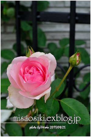 カエルとツル薔薇とパラソル_f0238393_19531359.jpg