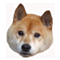 c0202101_015064.gif
