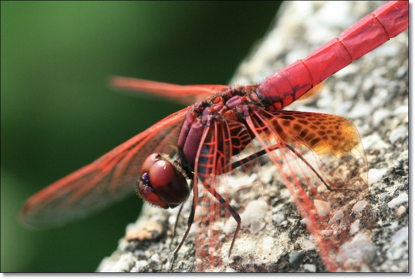 ヘドンホホ $_12.JPG?set_id=880000500F